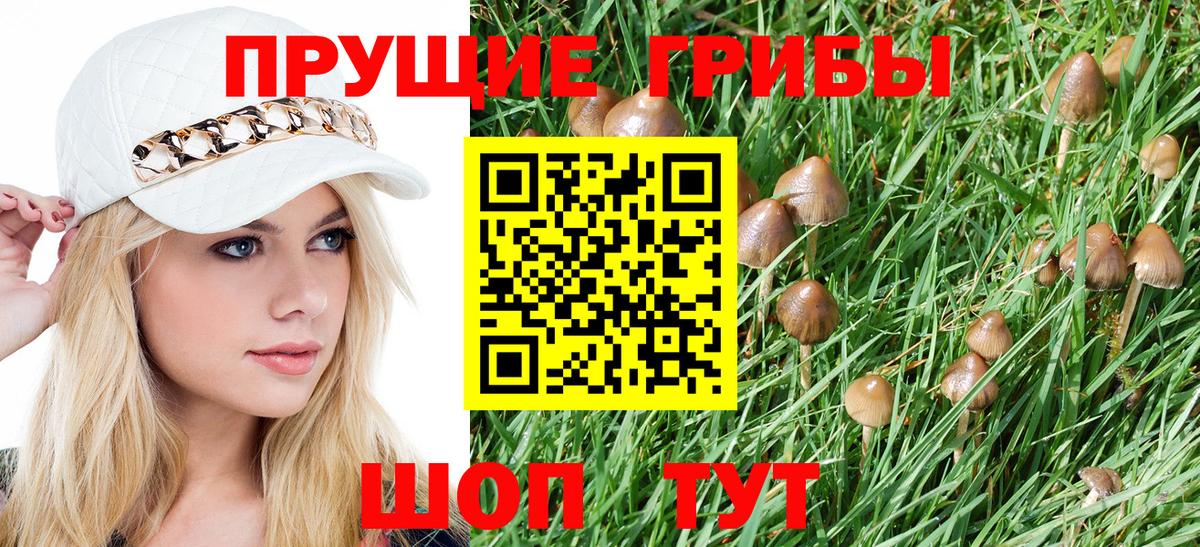 Галлюциногенные грибы Psilocybine cubensis Полевской